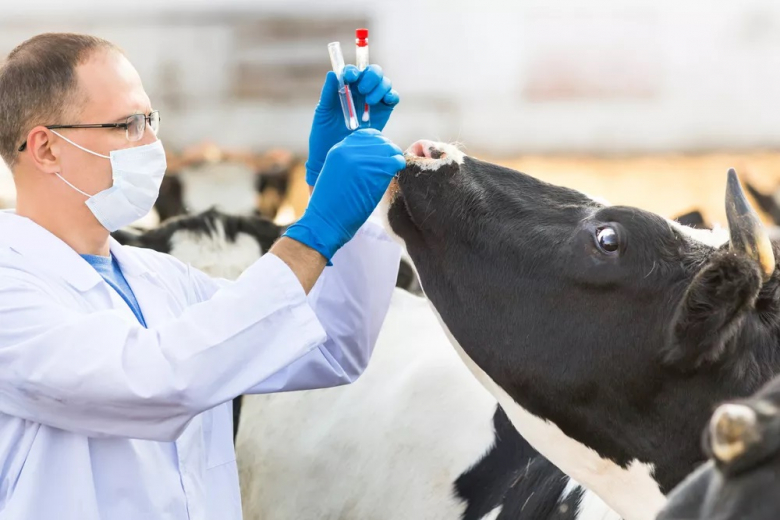 В России появятся два отечественных аналога вакцин от болезней скота